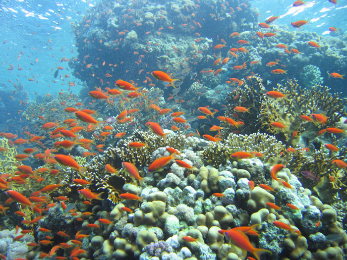 att-4db81746adaf5reef.jpg